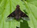 Hemipenthes morio (Black-banded Bee-fly).jpg